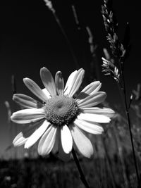 Close-up of daisy flowers