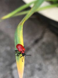 Close-up of insect on leaf