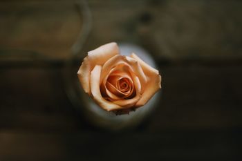 Close-up of rose