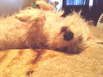 Close-up portrait of dog relaxing at home