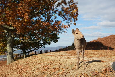 Dog on tree against sky