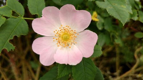 Close-up of pink flower