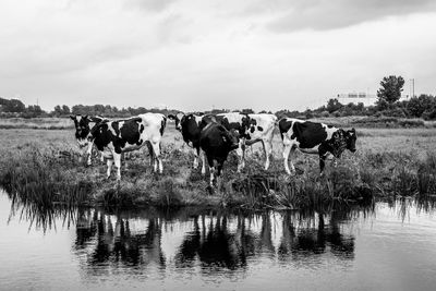 Cows standing st a lake
