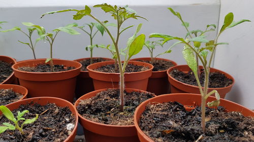 Close-up of potted plants for sale