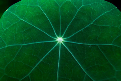 Full frame shot of green leaf