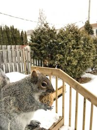 View of a cat looking through fence