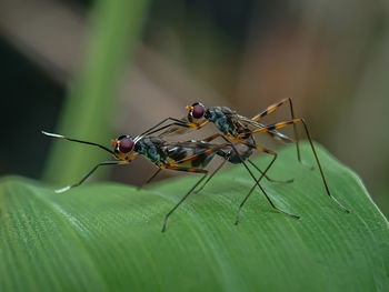 Close-up of insect on leaf