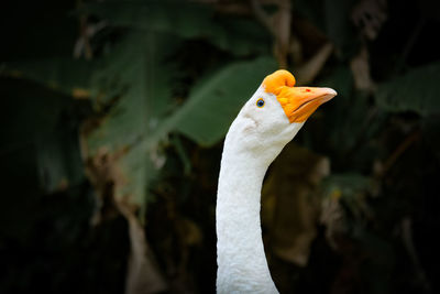 A close up of goose face.