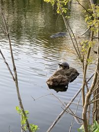 High angle view of duck swimming in lake