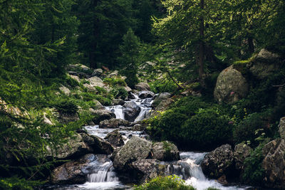 Stream flowing through rocks in forest