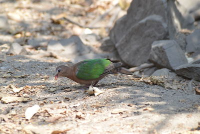 Bird perching on rock