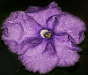 Close-up of purple flowers