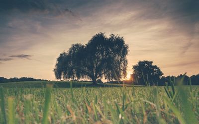 Scenic view of field against sky during sunset