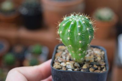 Close-up of hand holding succulent plant