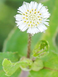 Close-up of white daisy flower