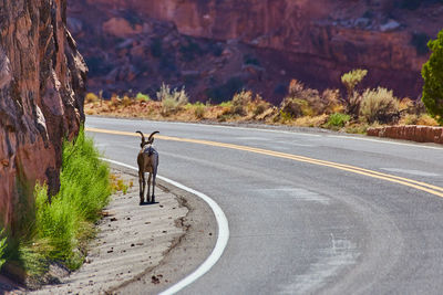 Rear view of woman riding horse on road