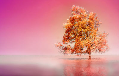 Tree against sky during autumn