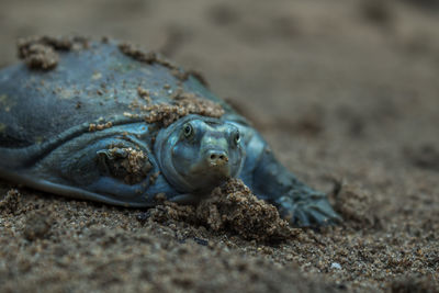 Close-up of lizard on sand at beach