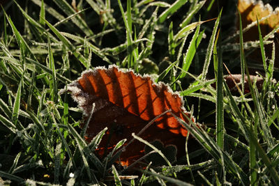 Close-up of butterfly on leaf