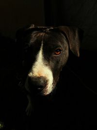 Close-up portrait of black dog