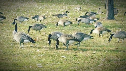 Flock of birds on grass