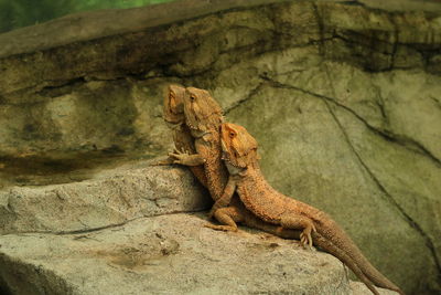 Close-up of a lizard on rock