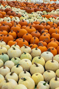 Large number of pumpkins for sale on a farm in germany.