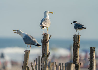 Seagulls perching on wooden post