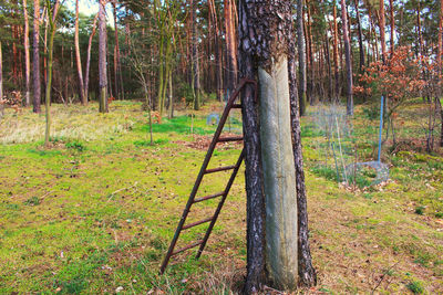 Trees growing in forest