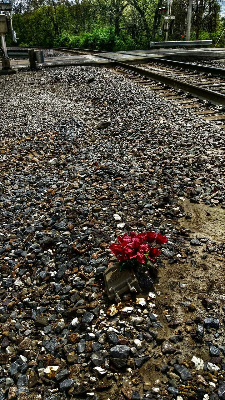 transportation, leaf, high angle view, red, tree, season, day, autumn, nature, outdoors, the way forward, railroad track, street, surface level, no people, freshness, flower, road, growth, fallen