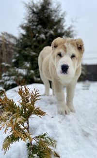 Portrait of a dog on snow