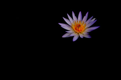 Close-up of purple flower against black background