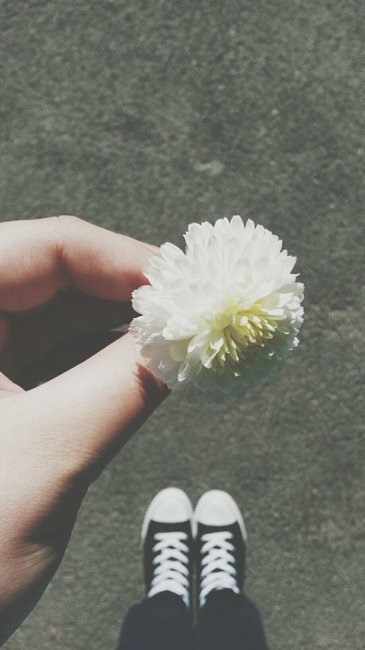 person, personal perspective, flower, white color, holding, part of, freshness, low section, unrecognizable person, fragility, human finger, petal, flower head, lifestyles, single flower, close-up