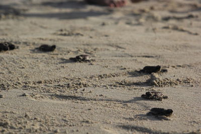 High angle view of a sandy beach