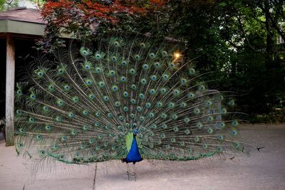 View of peacock