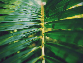 Close-up of leaf