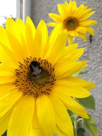 Close-up of bee on yellow flower