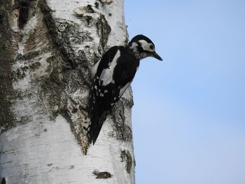 Low angle view of bird perching on tree