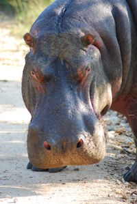 Close-up portrait of snake