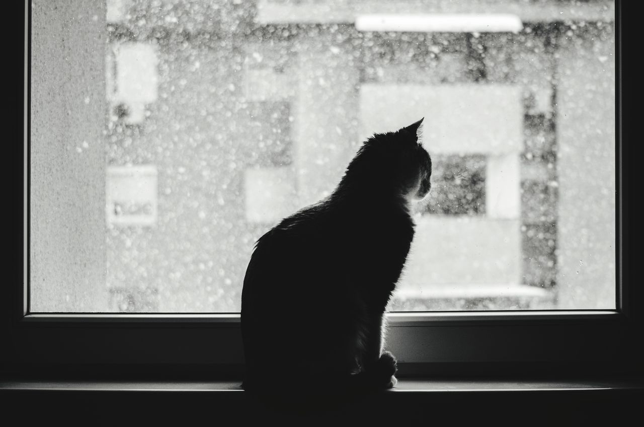 window, pets, mammal, domestic, domestic animals, animal themes, cat, one animal, glass - material, feline, animal, transparent, domestic cat, window sill, indoors, looking, no people, looking through window, sitting, vertebrate, whisker, waiting, window frame