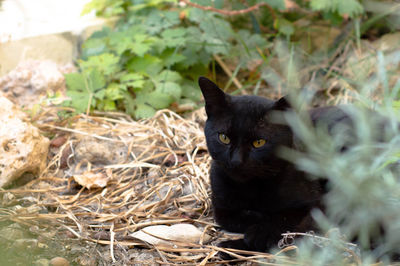 Portrait of black cat