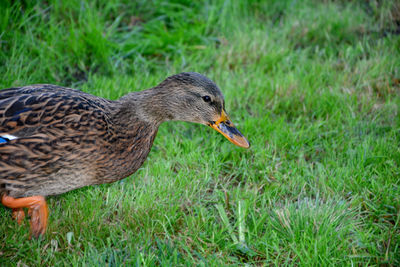 Close-up of a duck on field