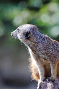 Close-up of meerkat looking away while sitting on rock