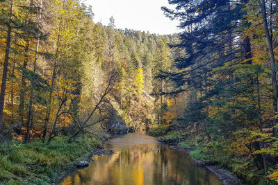 Plants growing by river stream in forest during autumn