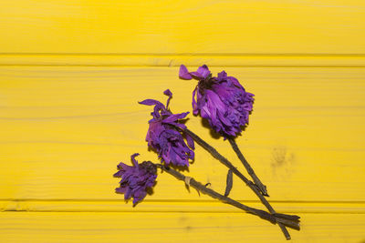 Close-up of purple flowers blooming outdoors