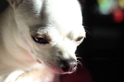 Close-up portrait of dog