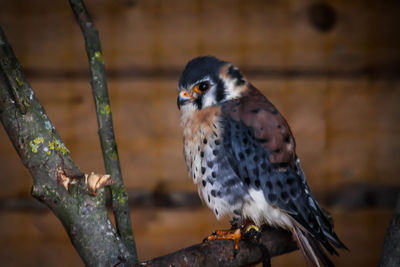 Close-up of owl perching on branch