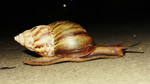 Close-up of snail