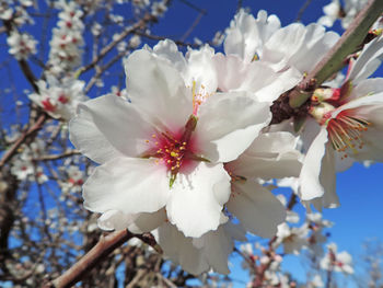 Close-up of white cherry blossom