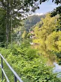 Scenic view of lake in forest